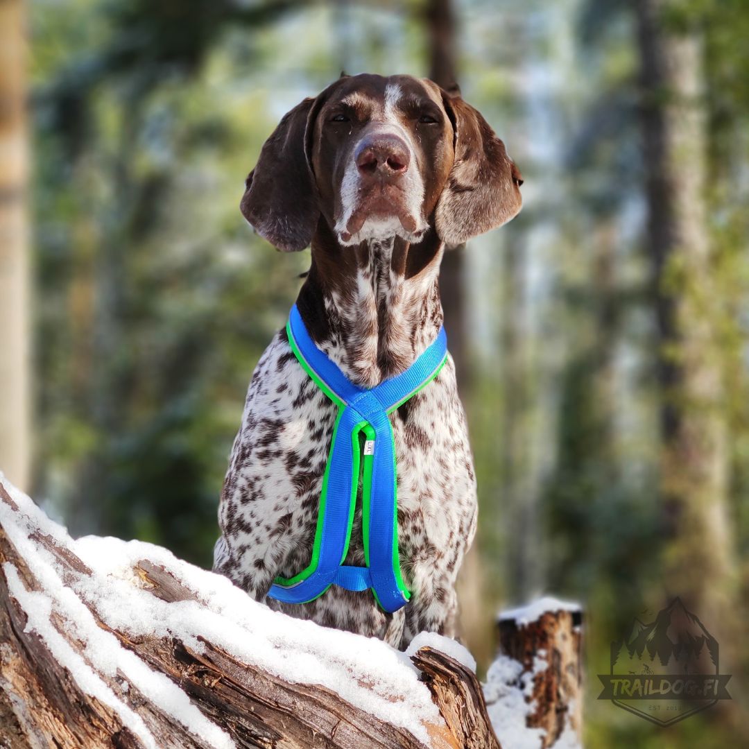 Inlandsis Polar Quest Harness