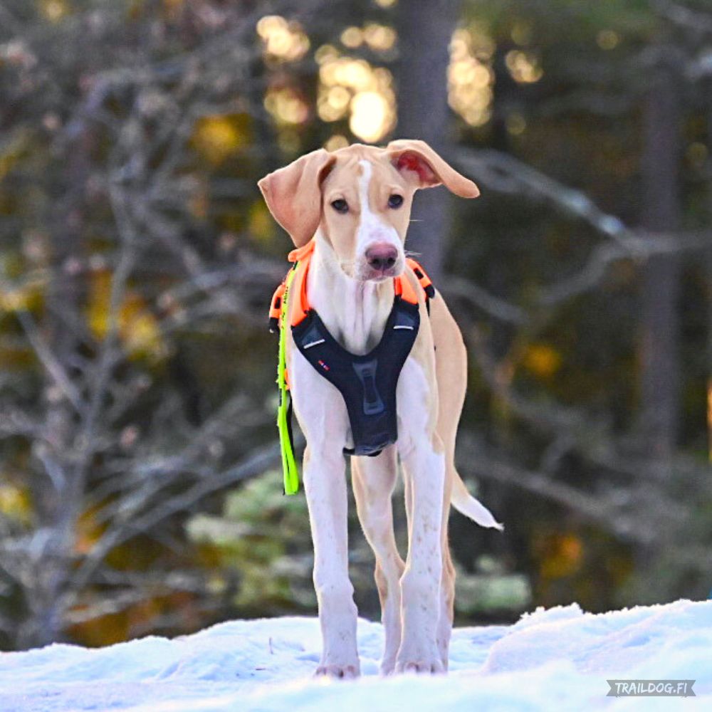 Non-stop dogwear Ramble Harness