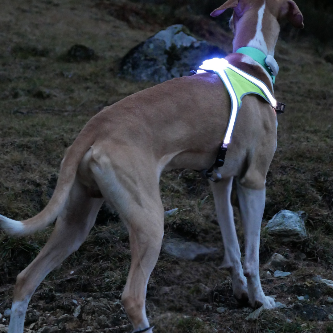 Lighthound by noxgear best sale