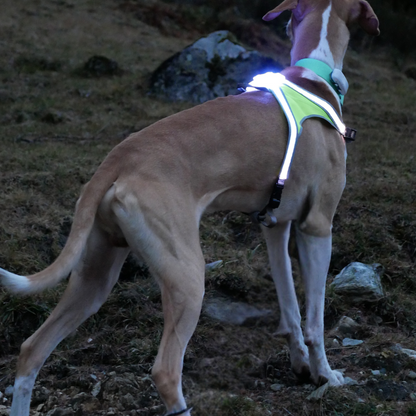 Noxgear Lighthound