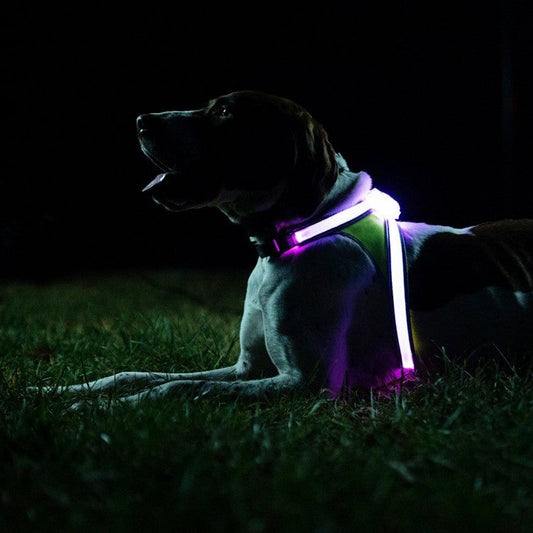 Noxgear Lighthound