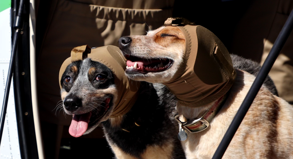 Rex Specs Ear Pro dog hearing protection australian kelpie