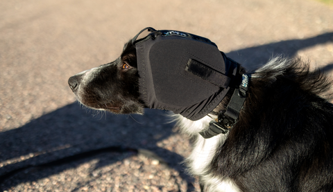 Rex Specs Ear Pro dog hearing protection bordercollie