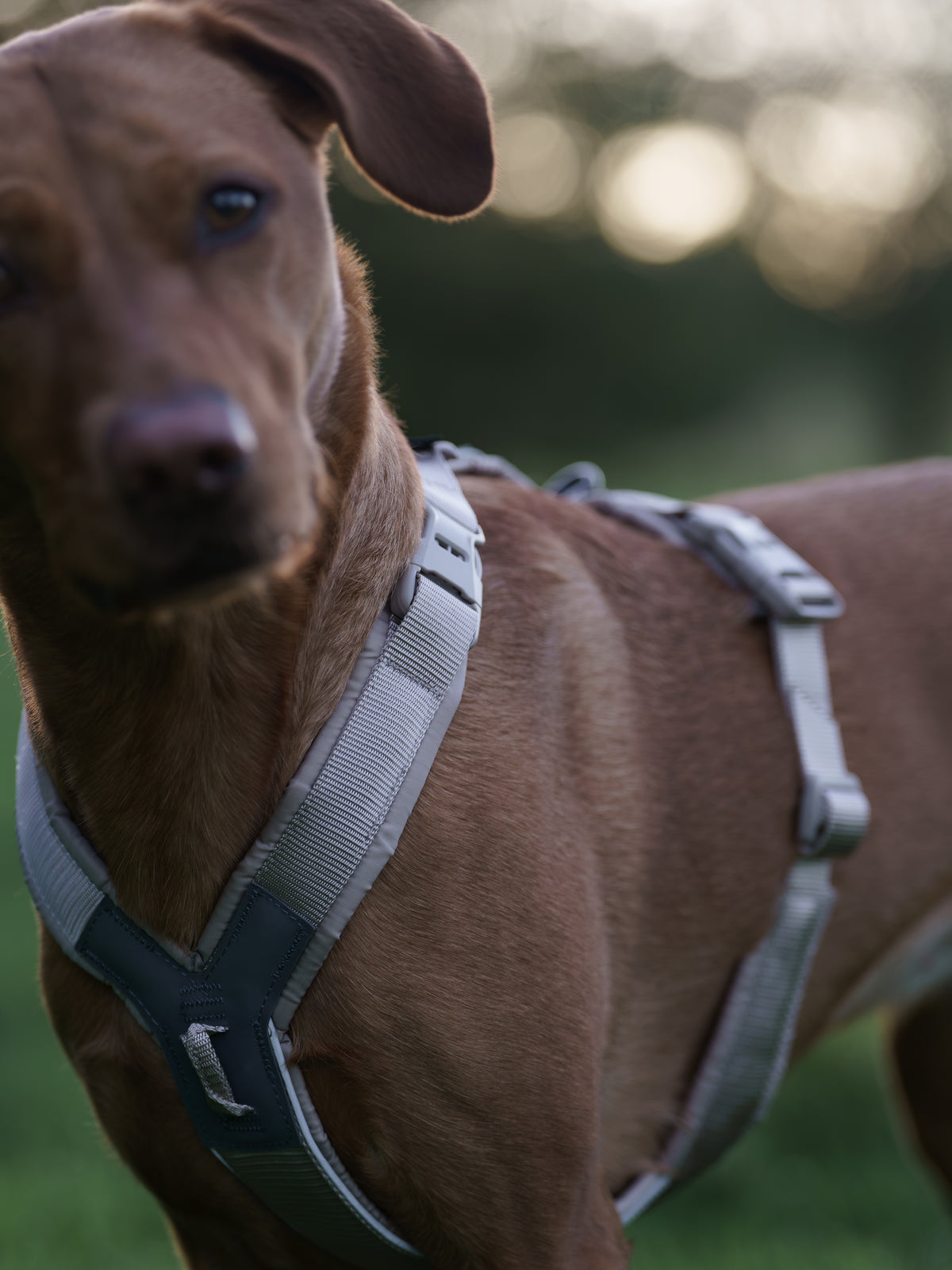 Non-stop dogwear Trekking Line Harness CLIP'N™
