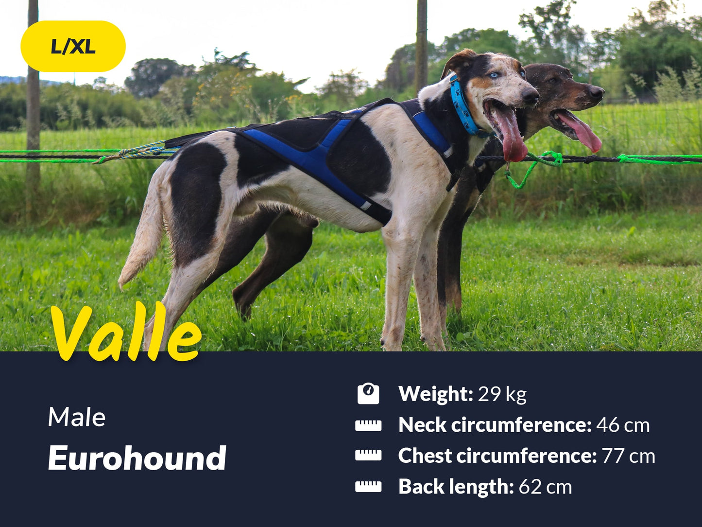 Axaeco Harness X-Shirt 2.0