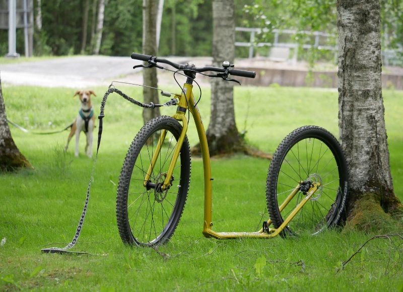 etualalla kultainen isorenkainen Kostka Trip Max Dog -potkulauta vetovarustein, taustalla vaalea koira valjaissa katsoo kameraan