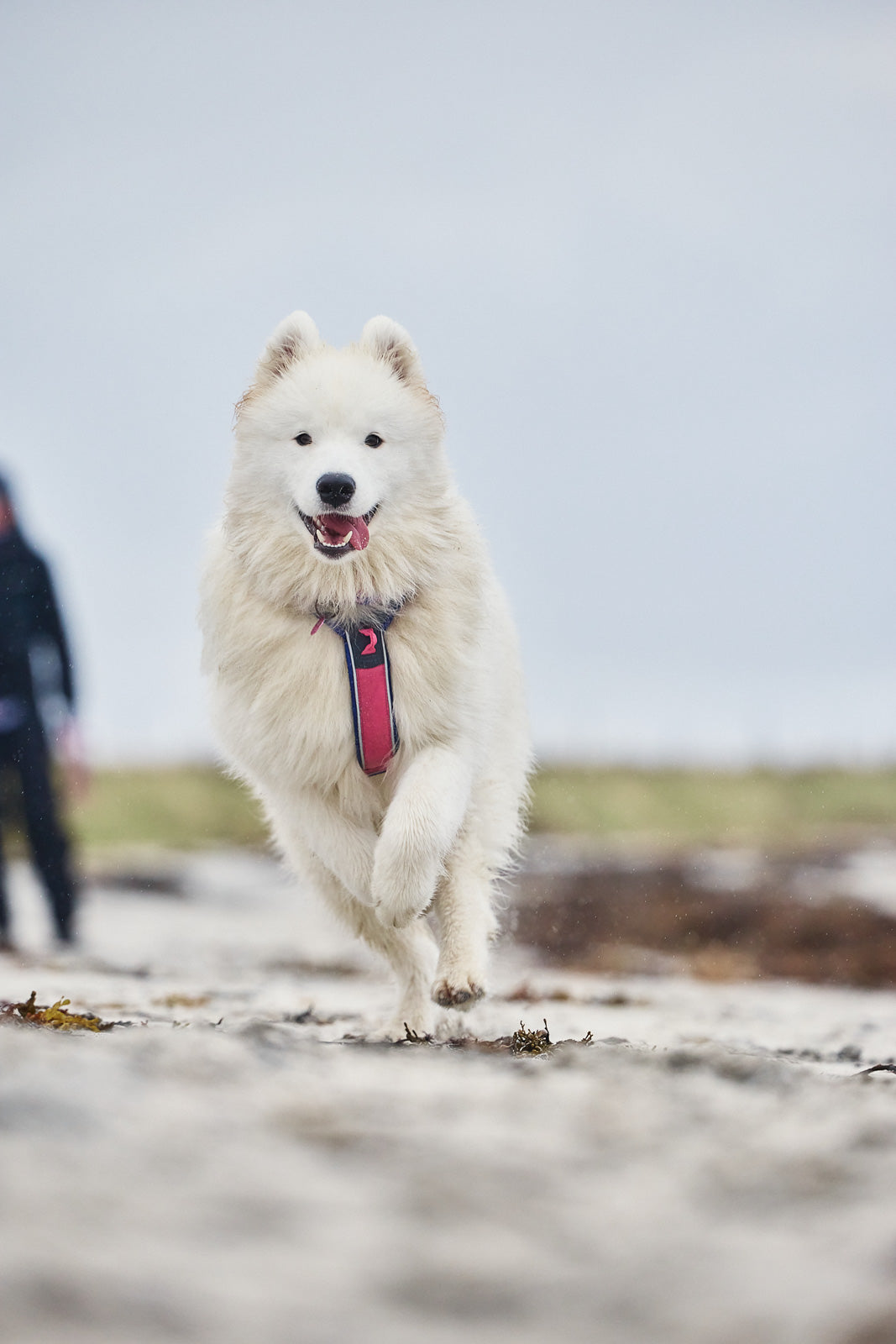 Non-stop dogwear Line harness 5.0 Rachel Pohl edition