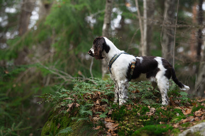 Non-stop dogwear Line harness 5.0 Rachel Pohl edition