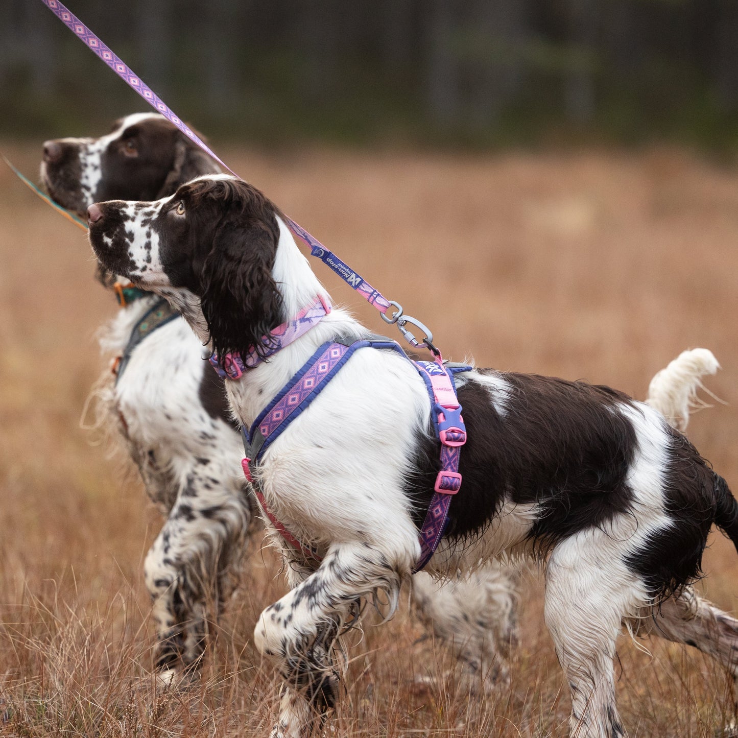 Non-stop dogwear Rachel Pohl Purple Bundle