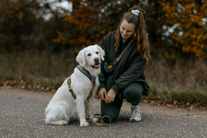 Non-stop dogwear Rachel Pohl Teal Bundle