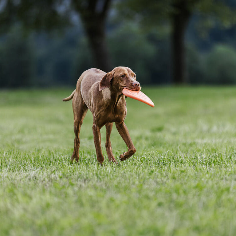 Non-stop dogwear Dog Flying Disc