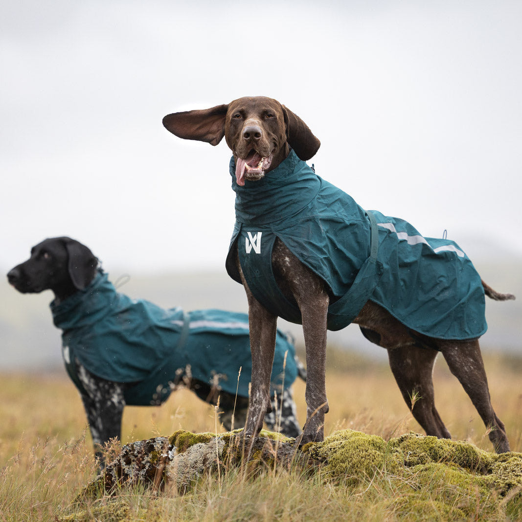 Fjord Lined dog raincoat on a deep chested German Shorthaired Pointer