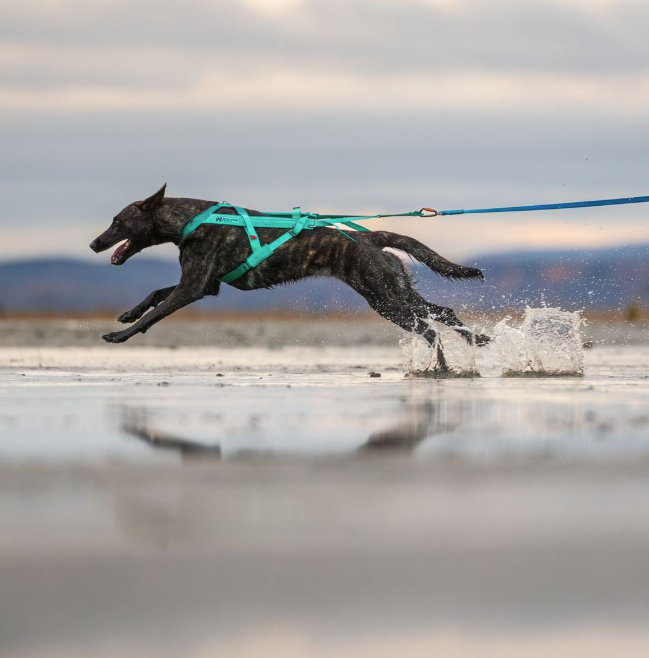 non-stop dogwear freemotion 5.0 pulling harness canicross aqua traildog