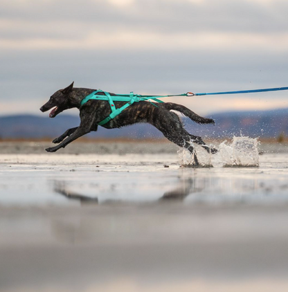 non-stop dogwear freemotion 5.0 pulling harness canicross aqua traildog