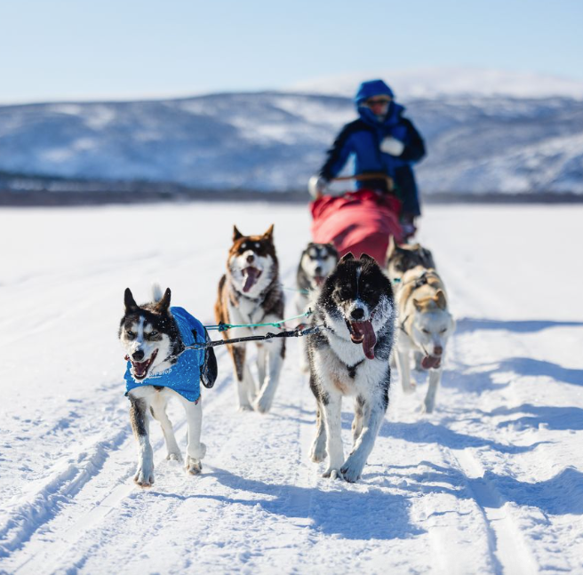 Non-stop dogwear Long Distance Light Jacket