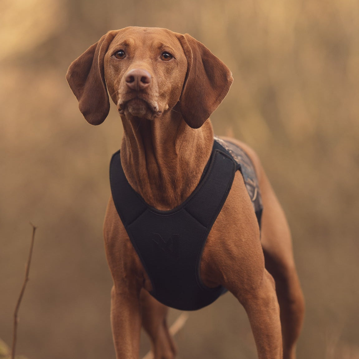 Non-stop dogwear Protector Neoprene Vest Light