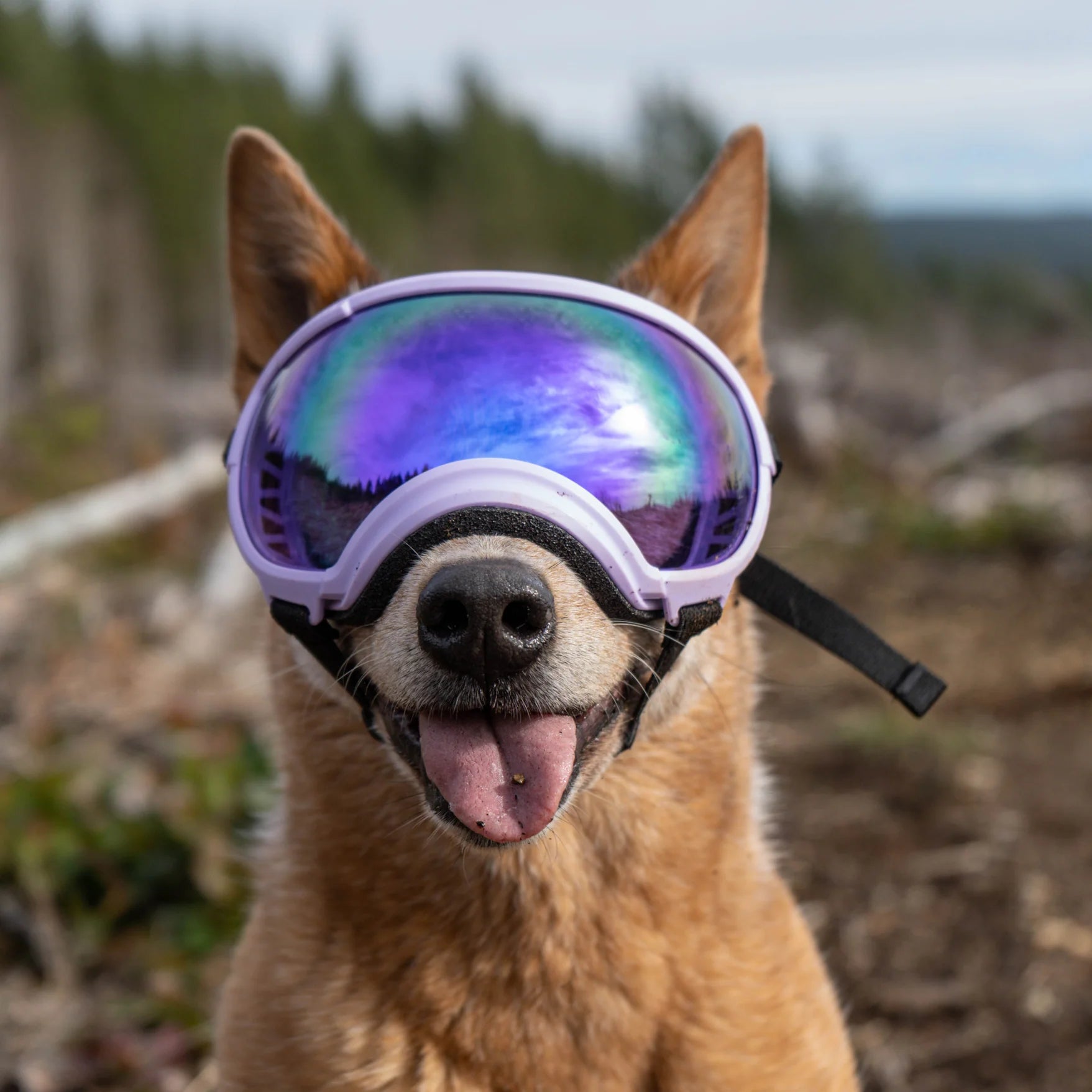 goggles hund Rex Specs V2 Schutzbrillen für Hunde