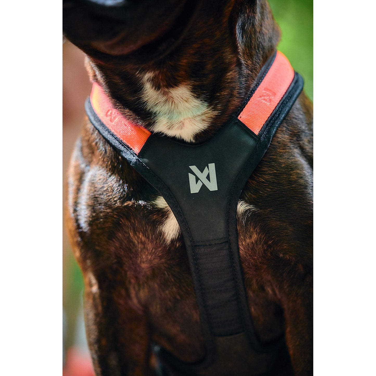 Non-stop dogwear Rush Harness