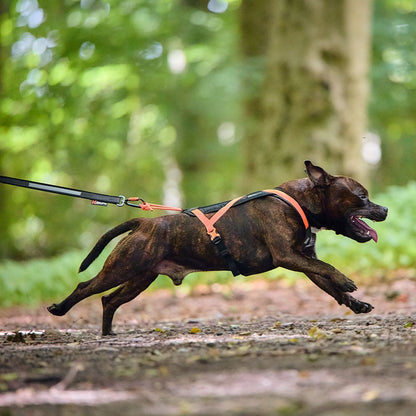 Non-stop dogwear Rush Harness