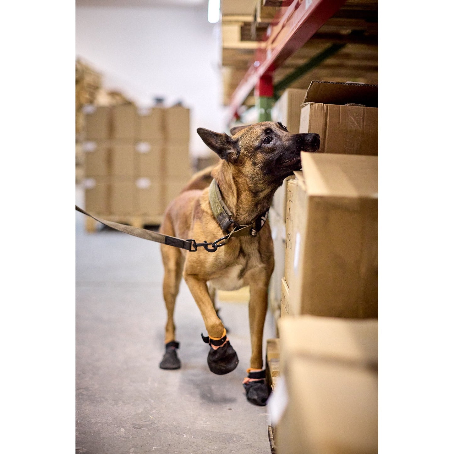 Non-stop dogwear Solid Collar WD