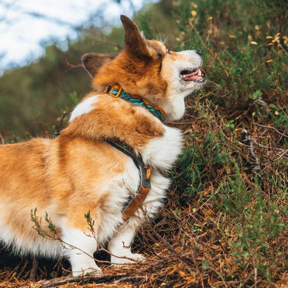 Non-stop dogwear Trail Quest Collar Rachel Pohl