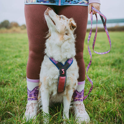 Non-stop dogwear Rachel Pohl Purple Bundle