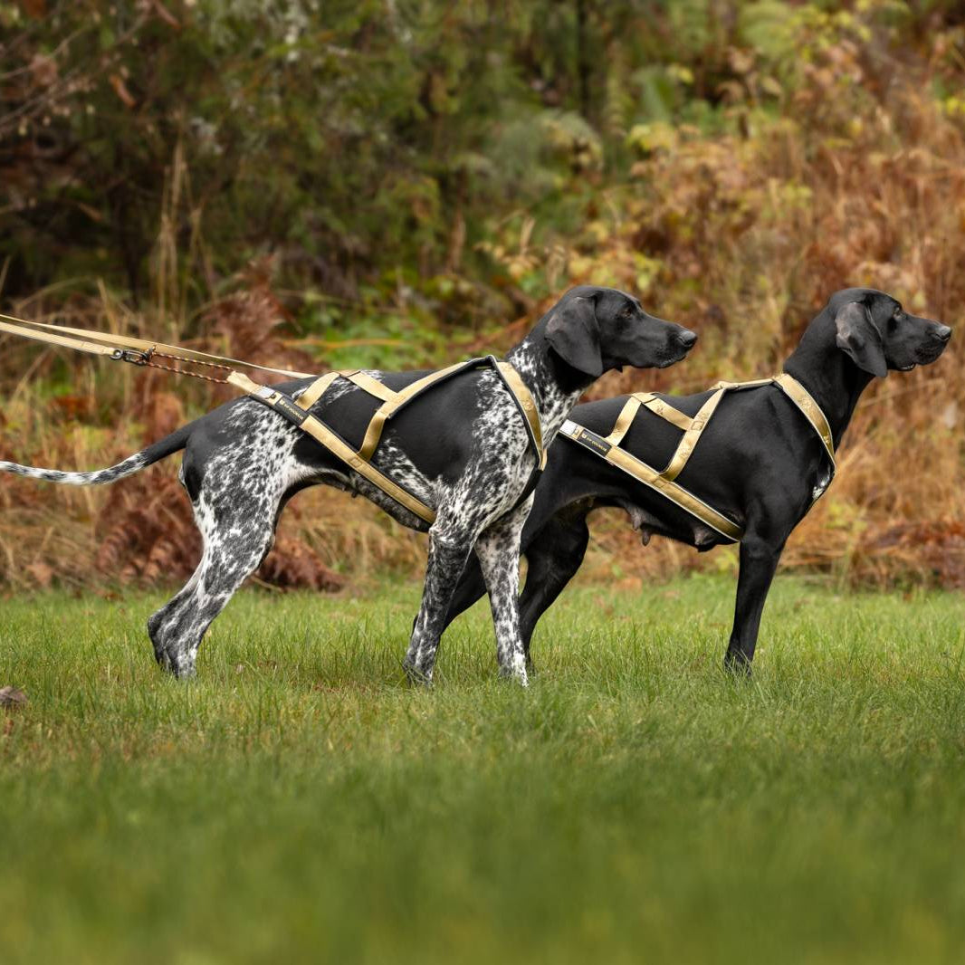 V.I.P dogwear X-Harness Signature Gold