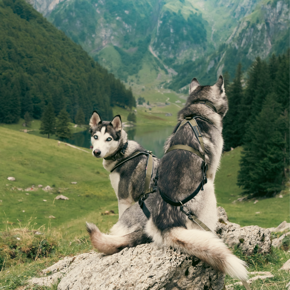 V.I.P dogwear Multisport Harness