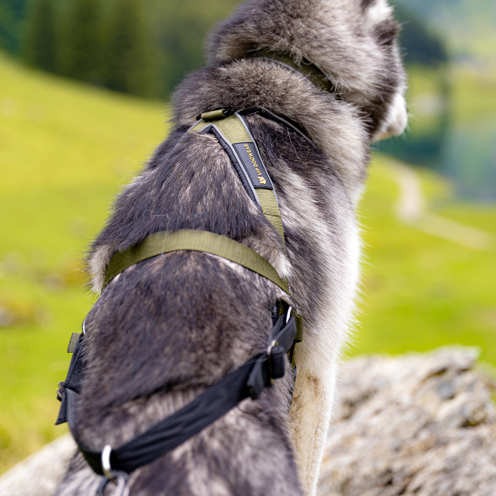 V.I.P dogwear Multisport Harness