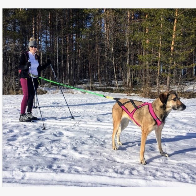 Axaeco Canicross / Skijoring Line 1-dog