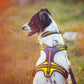 Axaeco 4 Season Power Harness