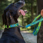 Inlandsis Névé Collar
