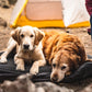 Klymit Moon Dog Bed makuualusta