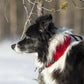 Nite Ize RadDog All-in-One Collar + Leash