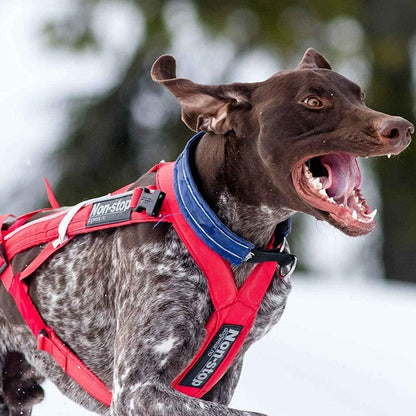 Non-stop dogwear Combined Harness