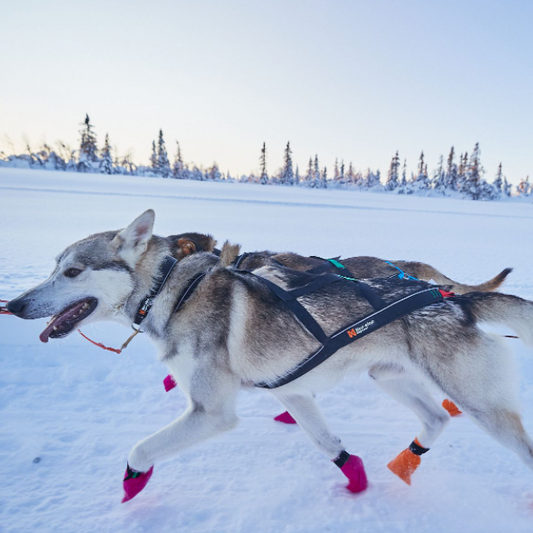 Non-stop dogwear Nansen Nome Harness 5.0