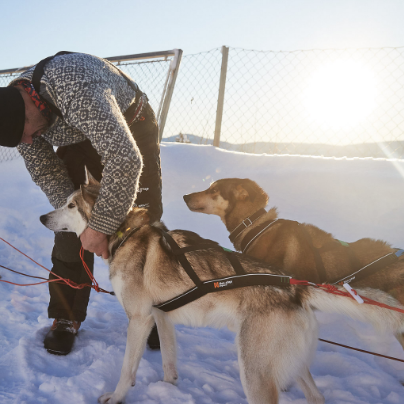 Non-stop dogwear Nansen Nome Harness 5.0