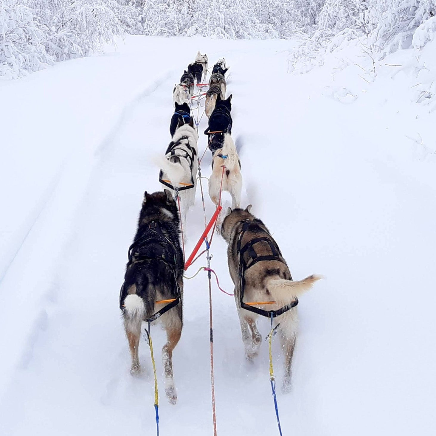 Non-stop dogwear Nansen Stick Harness - Main Image