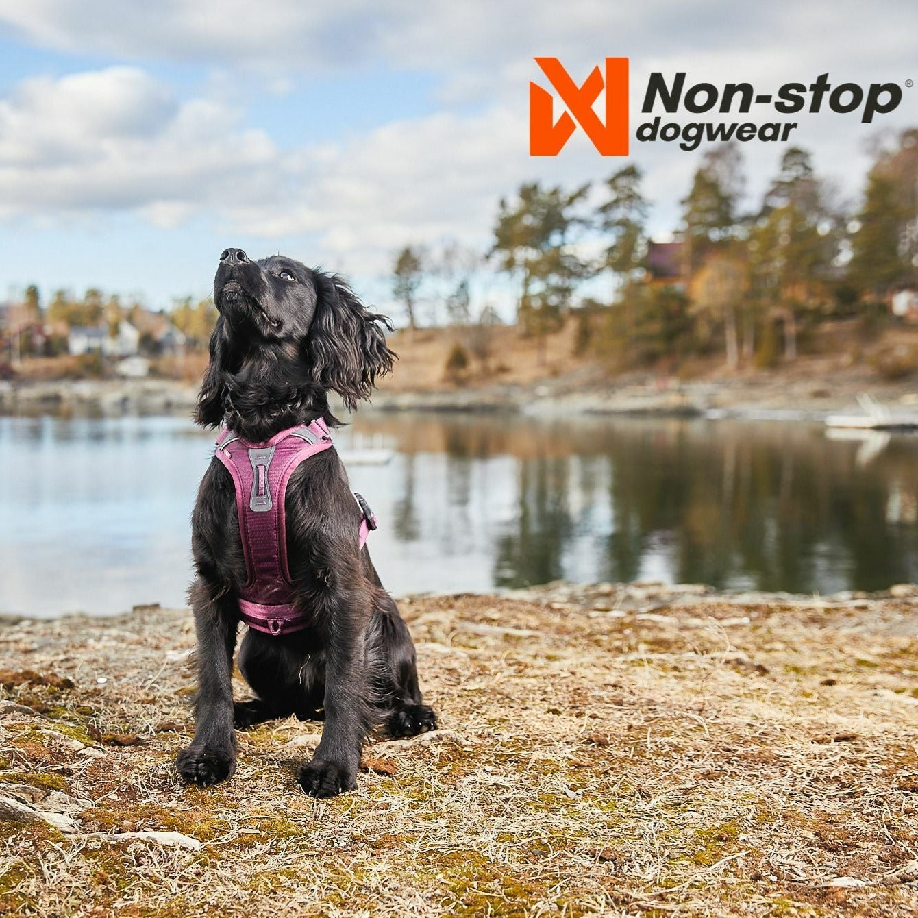 Ramable Non-Stop Ramble Harness | Non-stop dogwear Hundegeschirr Ramble Harness ...