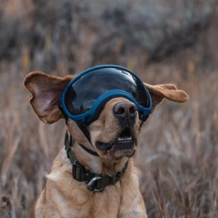 Rex Specs V2 Schutzbrillen für Hunde