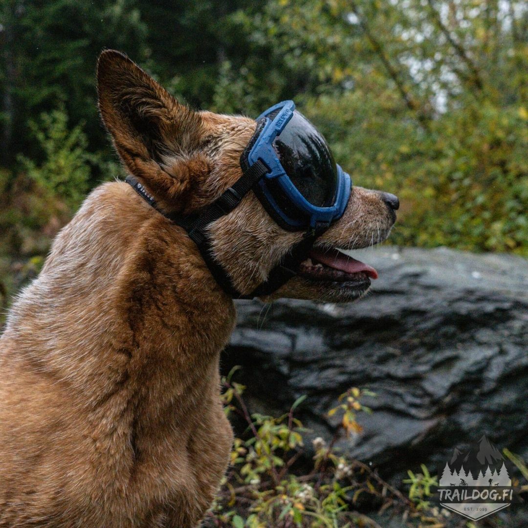 Rex Specs V2 Schutzbrillen für Hunde