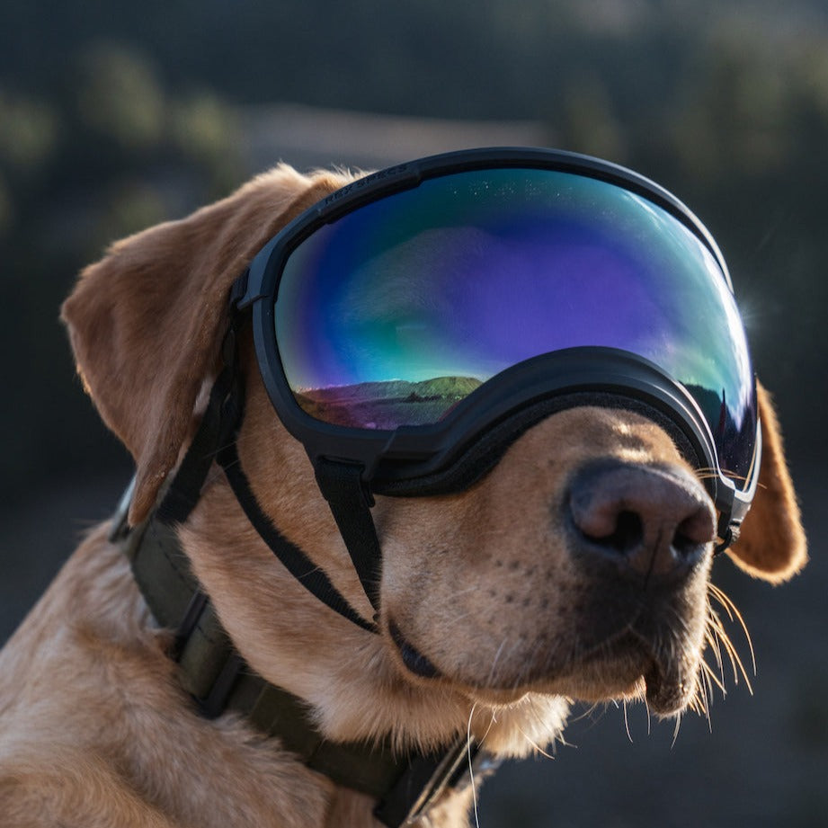 hund goggles Rex Specs V2 Schutzbrillen für Hunde